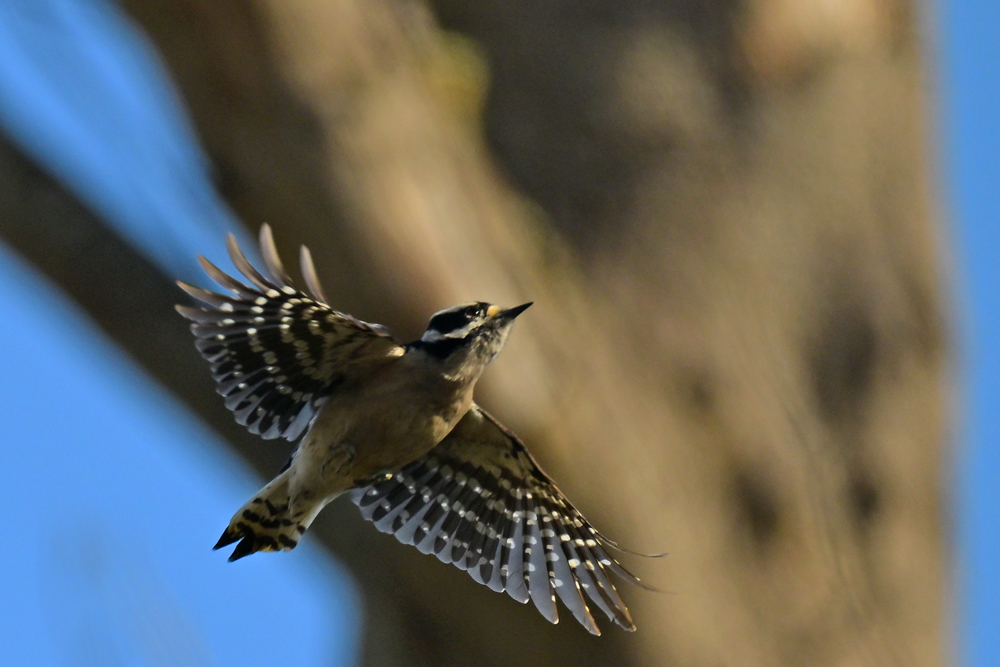 Downy Woodpecker Downy Woodpecker